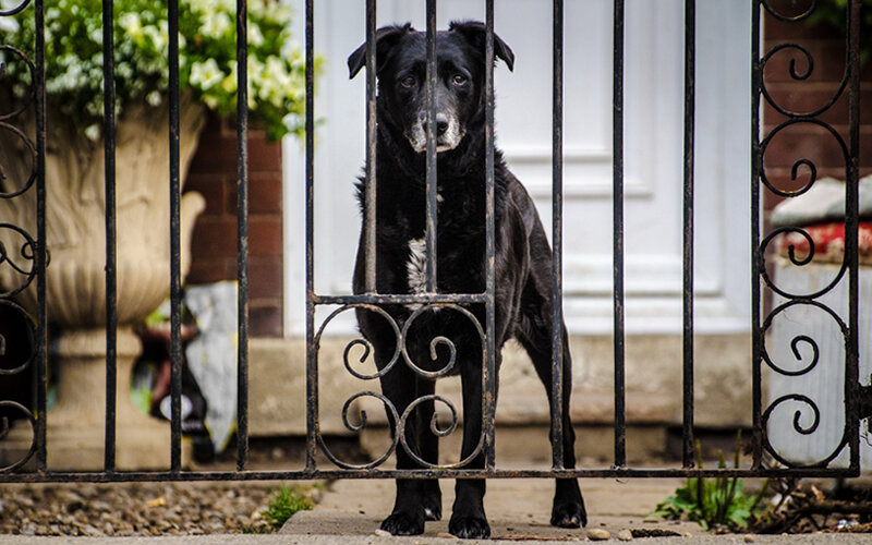 Главное, чем можно помочь стареющей собаке- быть более терпеливым и понимающим, помогать, когда она запутывается или что-то забывает. Фото PublicDomainPictures/Pixabay 