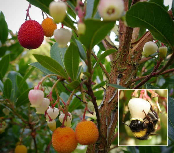 Земляничное дерево крупноплодное - Arbutus unedo