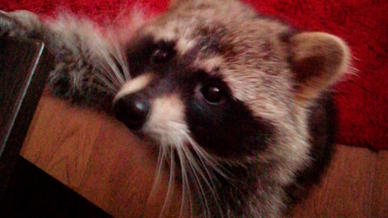 Поселившийся у амурчанки енот Юлик зарабатывает на корм модельным бизнесом