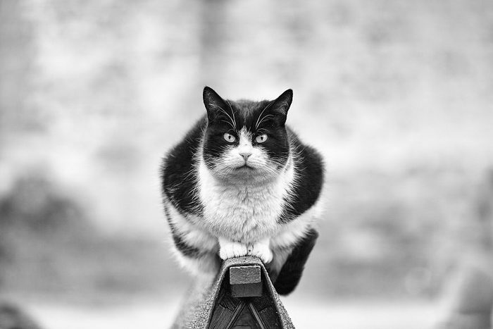 Кошки, которые сидят в неудобных местах: фотопроект Sabrina Boem Уютная подборка любимых питомцев