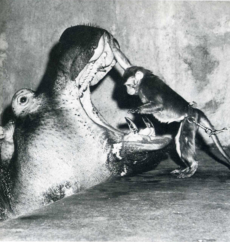 Лови момент истории: 35 самых удачных фото, украшавших журнал LIFE 