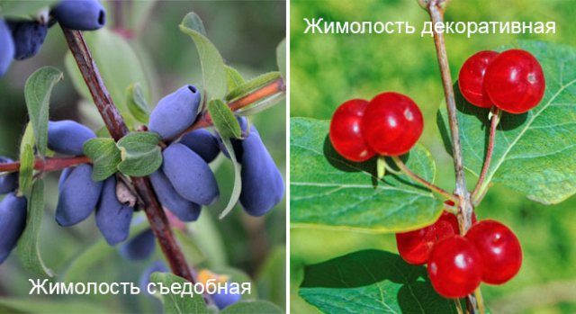 Декоративная жимолость: размножение, выращивание, 15 лучших видов и сортов дача,ландшафтный дизайн,сад и огород,садоводство