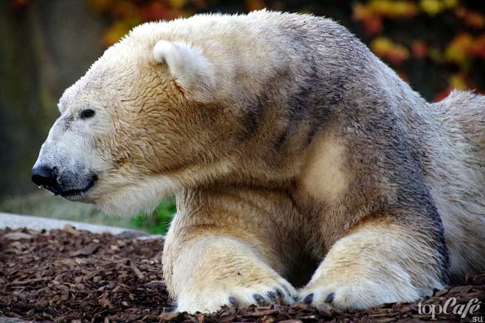 Белый медведь. CC0
