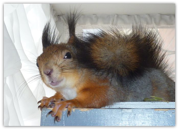 Животные, белка, позитив