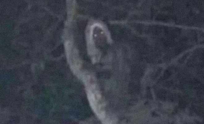 Президент Мексики снял на фото, как из кроны дерева на него смотрит белое существо. Алюксов упоминали еще майя