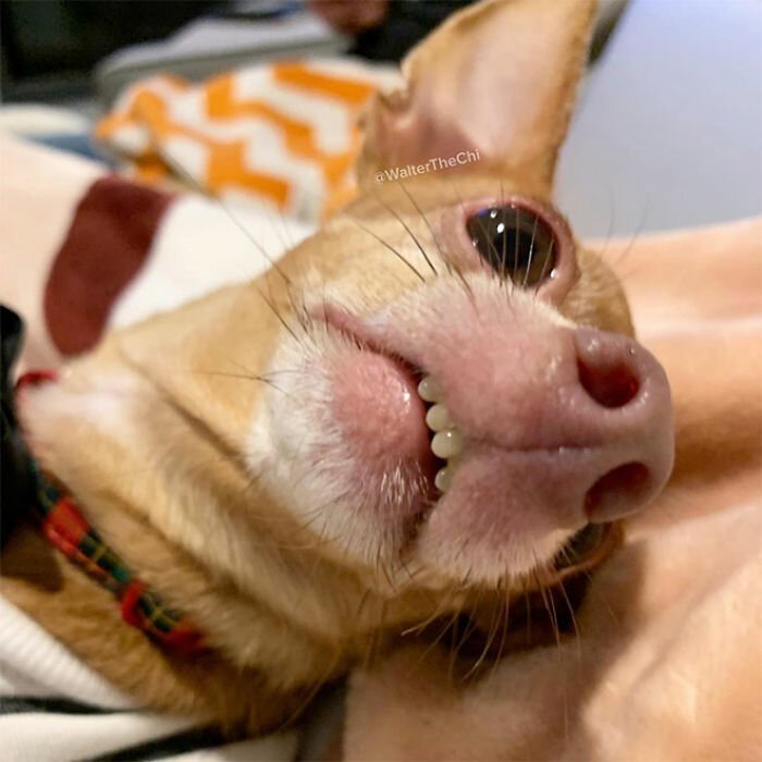 Собаки-зубаки, которые поднимут настроение 