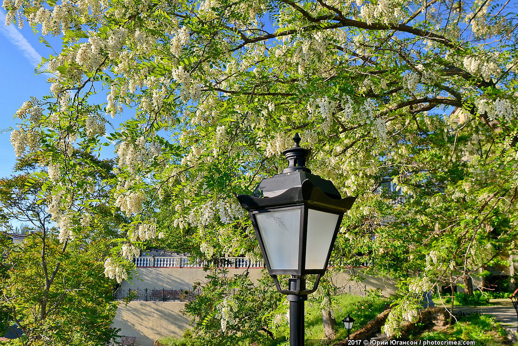 Акаций белых аллея. Белая акация в новочеркасске. В цветущих акациях город. Одесса акации. Одесса цветущая акация.