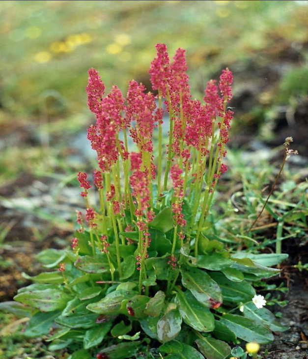 Диффузный токсический зоб: вырос размером с яйцо, но травник простым рецептом спас!