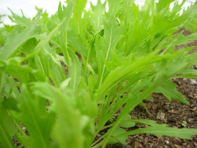 9 быстрорастущих растений для весеннего огорода огород