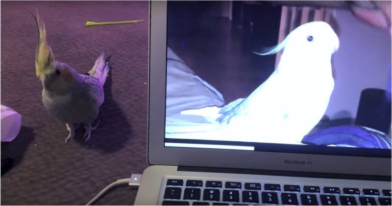 Не каждый жаждет популярности! Реакция попугая на видео, где он напевает рингтон iPhone iphone, в мире, видео, животные, интересное, попугай, прикол, птицы, рингтон, эмоции