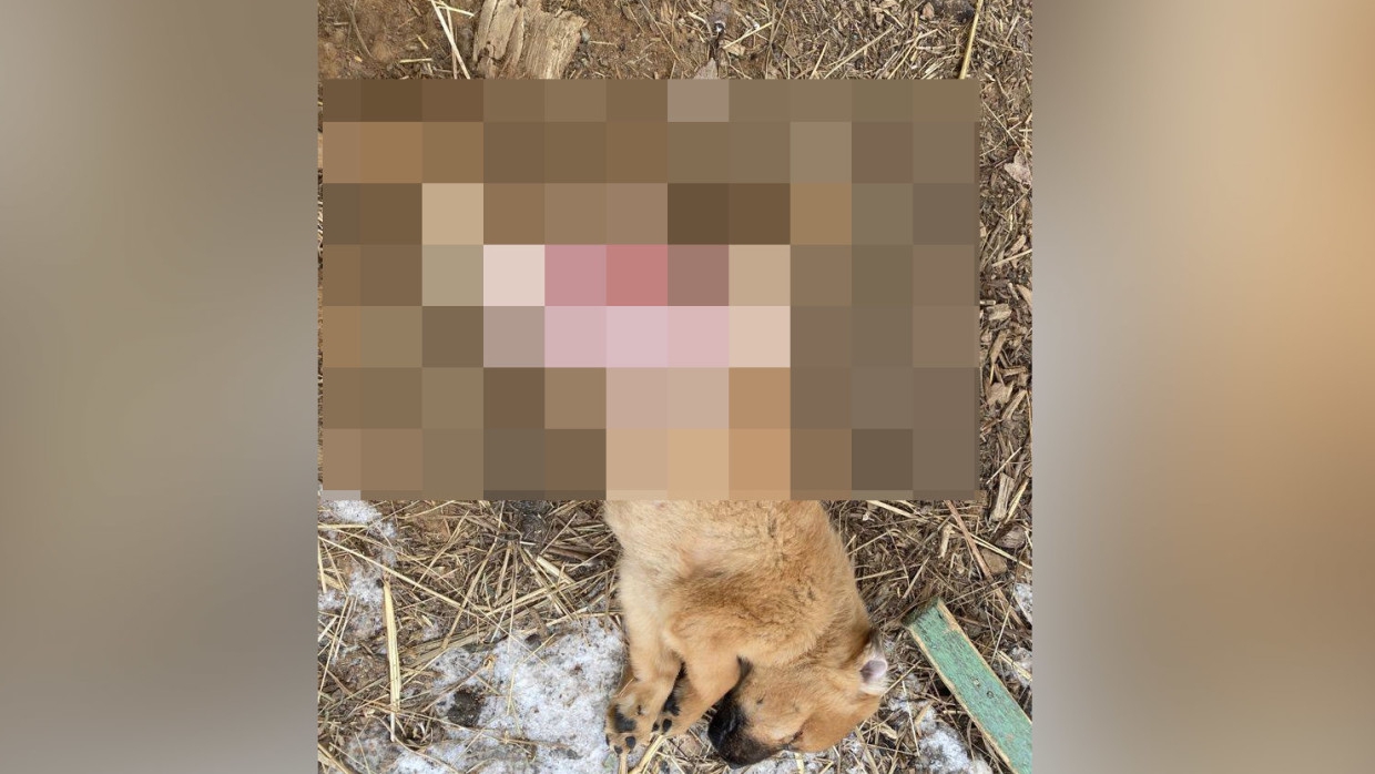 Волонтеры показали фото с утопленными щенками из волгоградского питомника