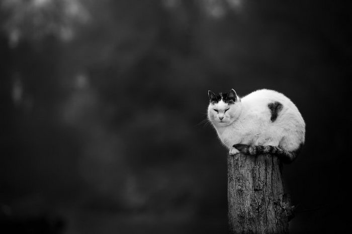 Кошки, которые сидят в неудобных местах: фотопроект Sabrina Boem Уютная подборка любимых питомцев
