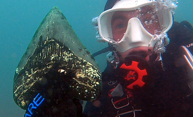 Дайвер нашел и протестировал на прочность зуб мегалодона. Размером 20 см и острый как нож даже спустя миллионы лет - актуальные новости по теме Майкл настасио на Toplenta