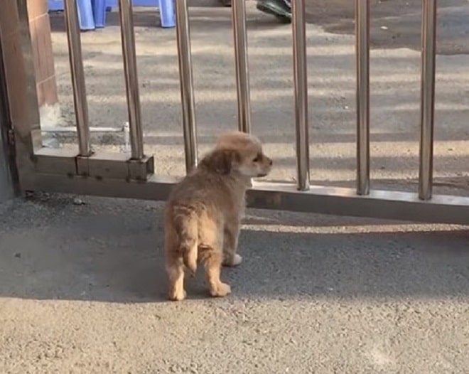 Щенок и ворота