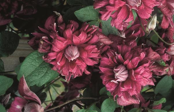 Клематис фиолетовый 'Purpurea Plena Elegans'