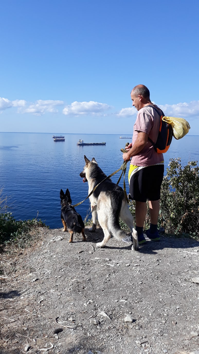 собаки на прогулке