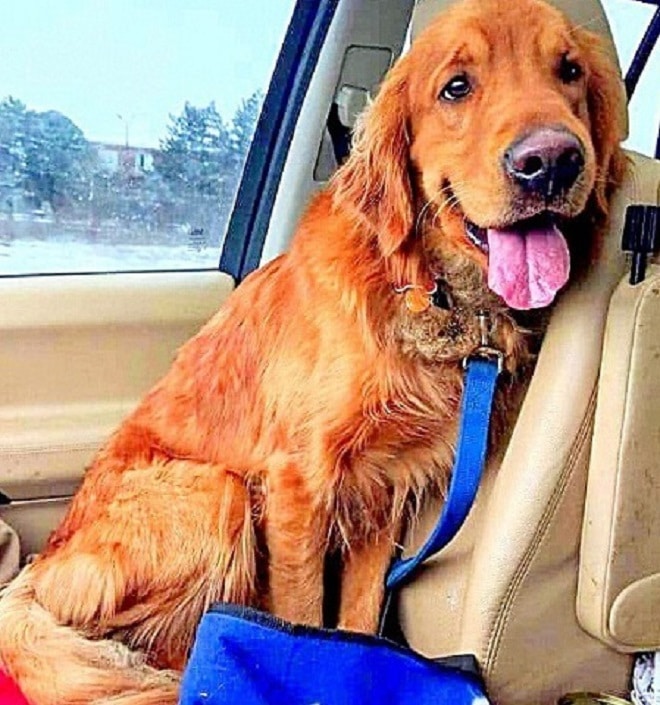 Золотистый ретривер