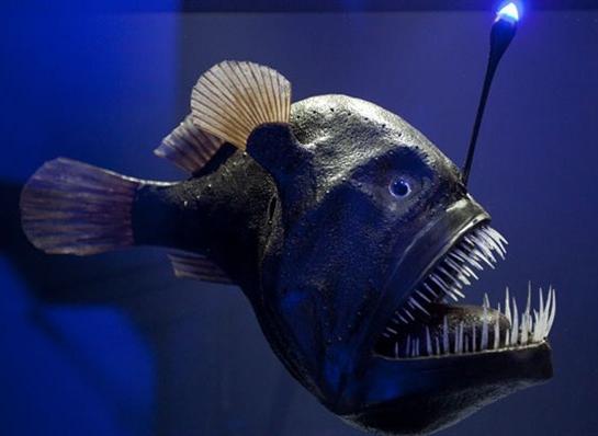 Рыба удильщик — поразительное создание природы