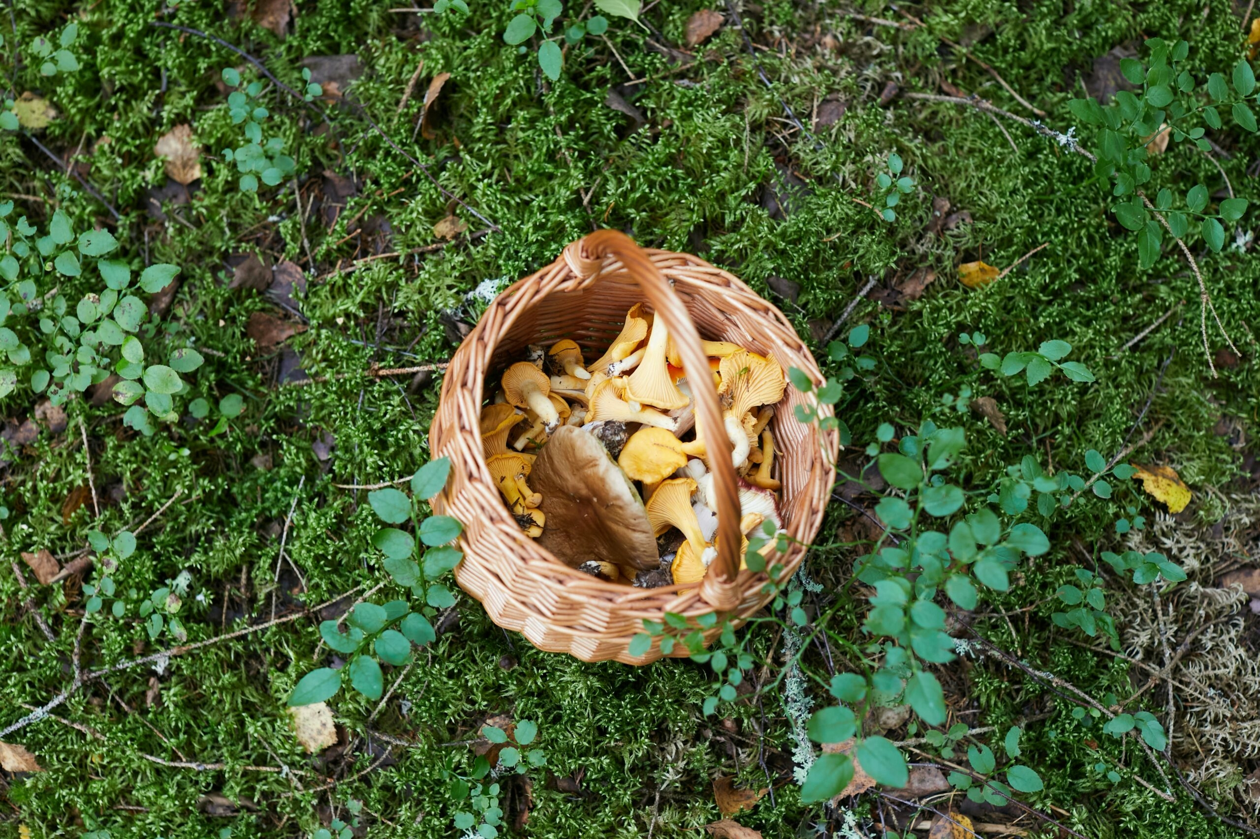 Петербуржцы могут попасть в колонию на 4 года за сбор грибов