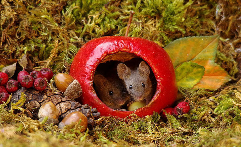 Фотограф обнаружил семью мышей в своем саду и построил для них мини-деревню