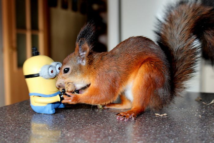 Животные, белка, позитив