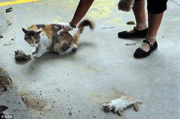 Кошка пытается оживить своих убитых котят... Кошка пытается оживить своих убитых котят...