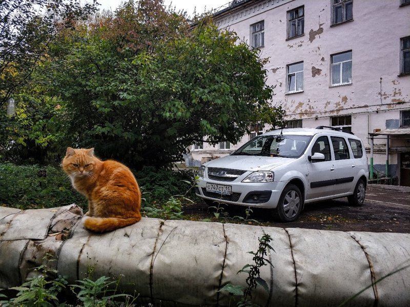 Очень колоритные уличные коты город, кот, кошка, улица, уличные кошки, эстетика