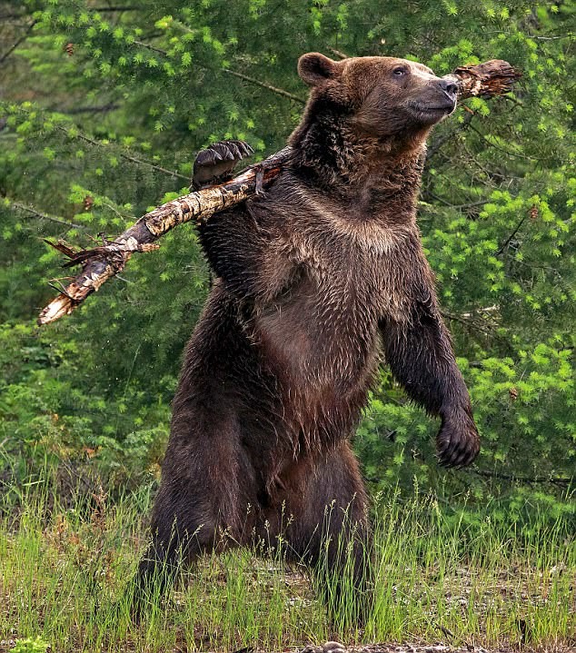 Приколы с медведями картинки