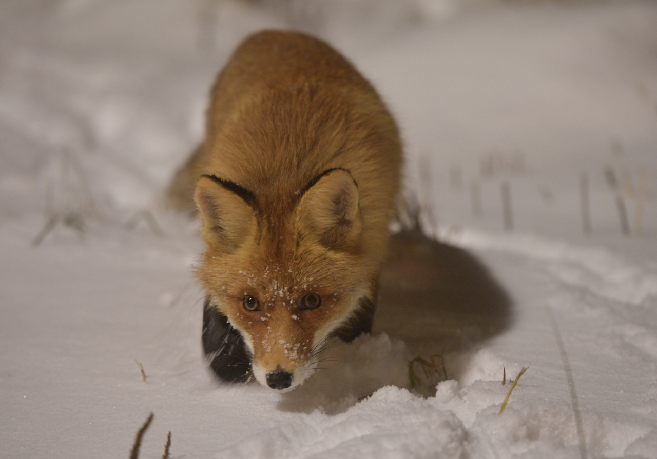 В подмосковных лесах голодают лисы: чем их можно подкормить