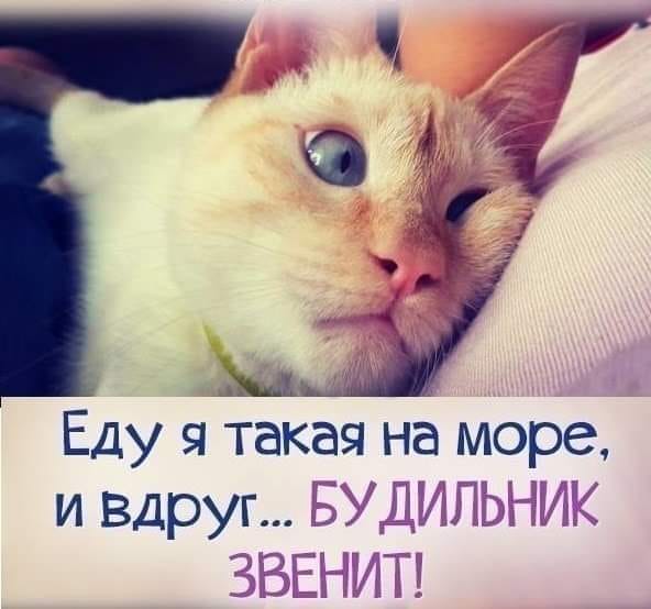 Юмор из интернета 615 Юмор из интернета 615 позитив,смех,улыбки,юмор