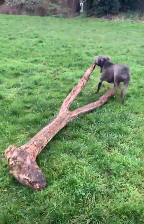 собака с палкой