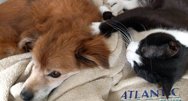 Кот с собакой