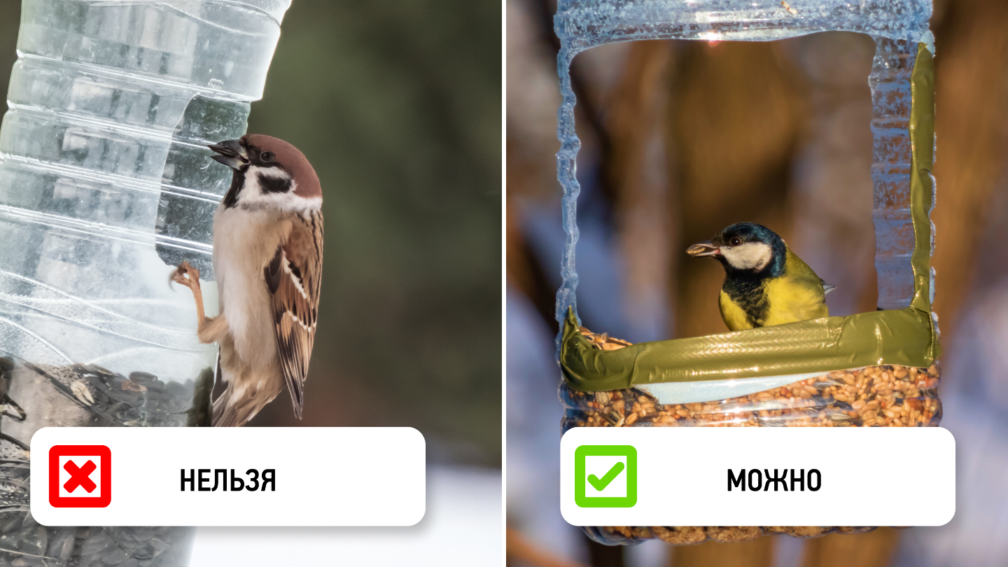 Почему птицы могут избегать кормушки: 7 неочевидных причин Почему птицы могут избегать кормушки: 7 неочевидных причин могут, кормушку, птицы, мелких, должна, нужно, кормушки, особи, время, чтобы, заметить, птицам, мешая, сетчатые, бортики, можно, делать, разные, более, новому
