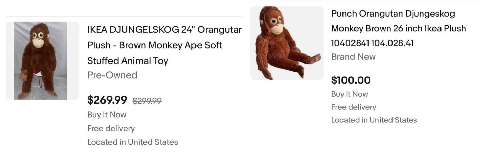 Впервые познал живые объятия и первый раз постоял за себя: новости про обезьянку Панча, за которой следит весь мир Панча, зоопарка, малыша, игрушку, чтобы, только, обезьянки, теперь, Панчу, стали, обезьян, которые, точно, долларов, макака, своих, более, своей, матерей, обезьяна