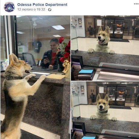 В американской Одессе собака покорила полицейский участок (ФОТО)