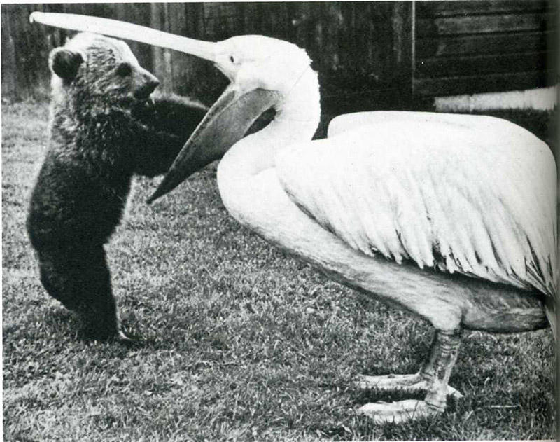 Лови момент истории: 35 самых удачных фото, украшавших журнал LIFE 