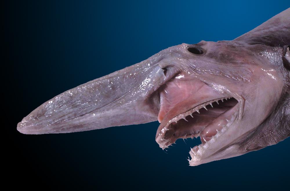 Зомби-черви и акула-гоблин: 10 самых странных тварей Марианской впадины который, акулы, напоминает, глубине, всему, просто, глаза, котором, акула, обладают, которых, животных, охотится, действует, которые, минут, этого, которая, толще, осьминог
