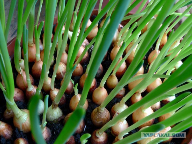 Объяснения нелепых законов законы,нелепости