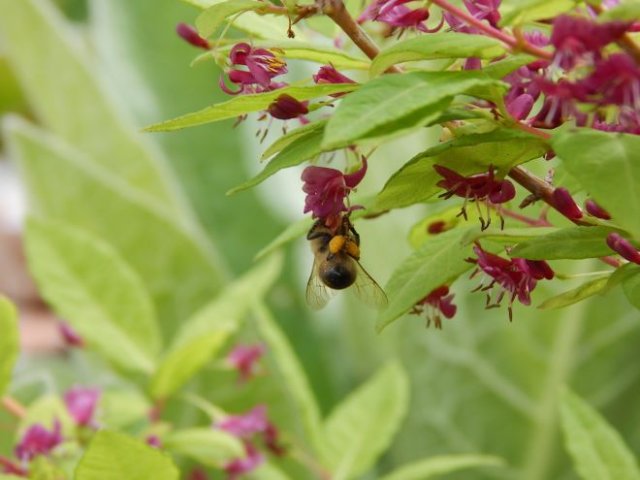 Декоративная жимолость: размножение, выращивание, 15 лучших видов и сортов дача,ландшафтный дизайн,сад и огород,садоводство