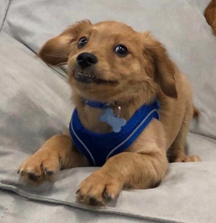 Собаки-зубаки, которые поднимут настроение 