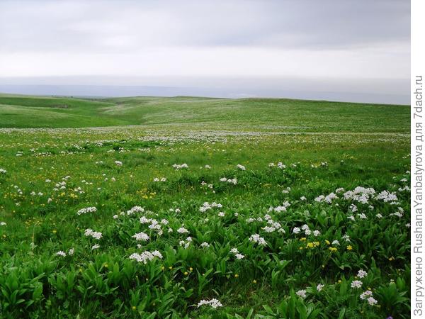 Северный Кавказ плато Бермамыт горы,кавказ,путешествие