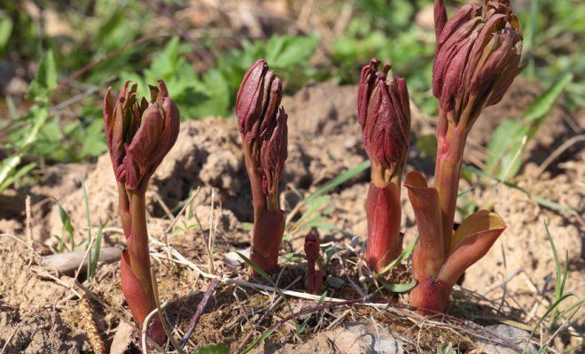 Как посадить пионы весной – пошаговый мастер-класс с фото
