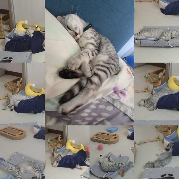 25 фотографий, наглядно доказывающих, что кошки могут заснуть в любом месте и в любой позе угодно, Кошки, совсем, неприхотливые, создания, касается, могут, заснуть, когда, какой, разбудить, может, разве, открывающегося, корма…                          