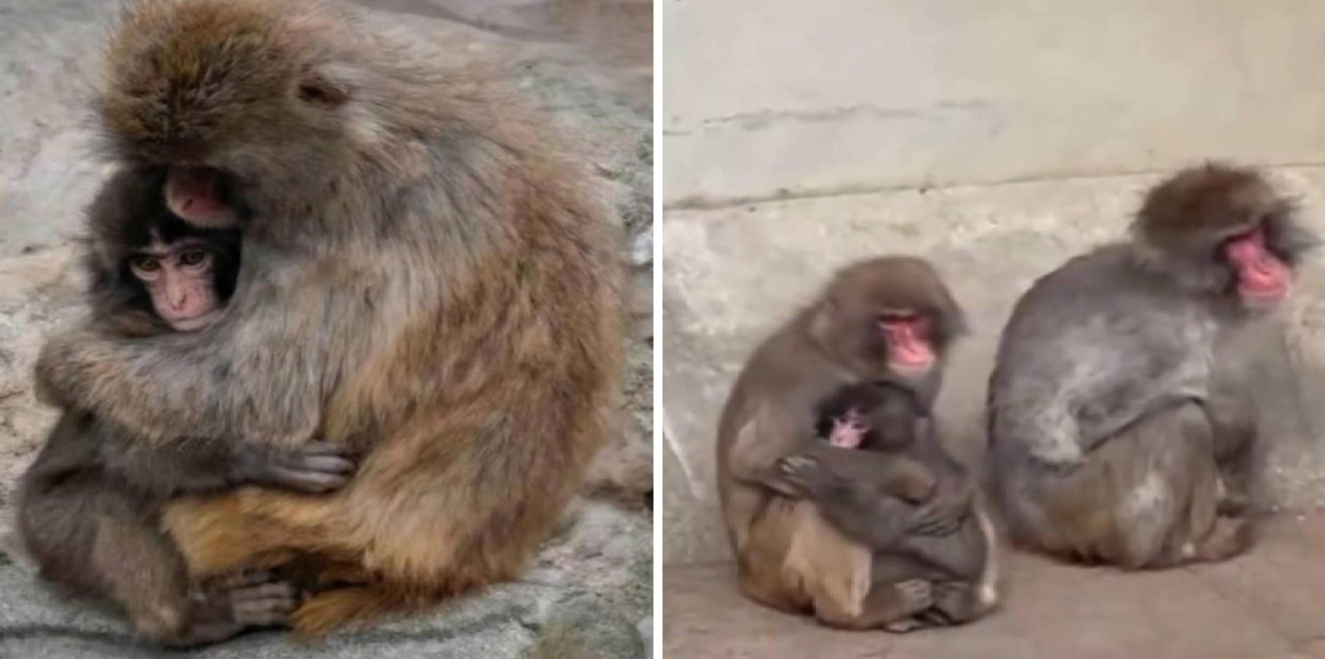 Впервые познал живые объятия и первый раз постоял за себя: новости про обезьянку Панча, за которой следит весь мир Панча, зоопарка, малыша, игрушку, чтобы, только, обезьянки, теперь, Панчу, стали, обезьян, которые, точно, долларов, макака, своих, более, своей, матерей, обезьяна