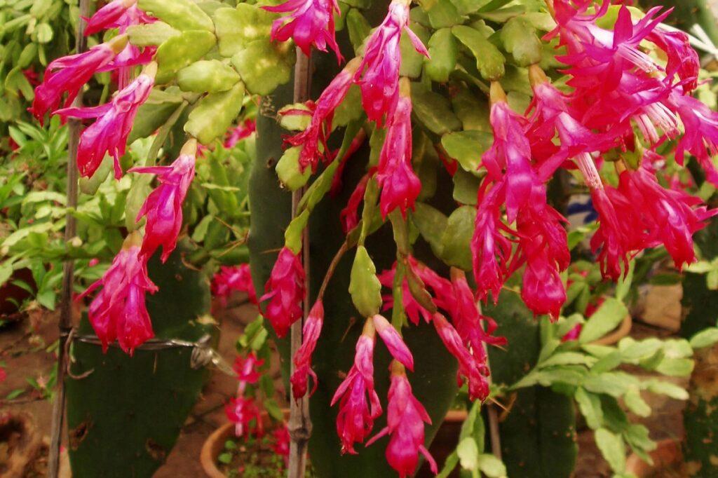 Почему декабрист не цветет и как это исправить одной подкормкой