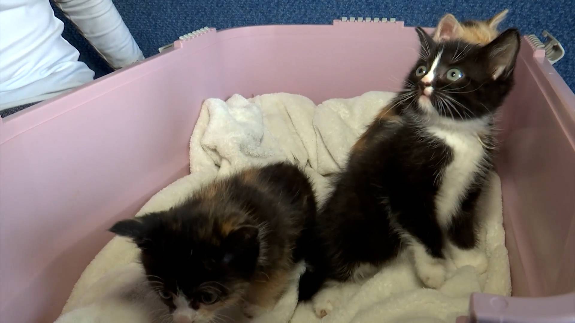 Гатчинских котят вызволили из бетонного плена