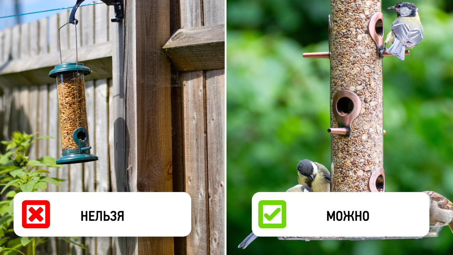 Почему птицы могут избегать кормушки: 7 неочевидных причин Почему птицы могут избегать кормушки: 7 неочевидных причин могут, кормушку, птицы, мелких, должна, нужно, кормушки, особи, время, чтобы, заметить, птицам, мешая, сетчатые, бортики, можно, делать, разные, более, новому