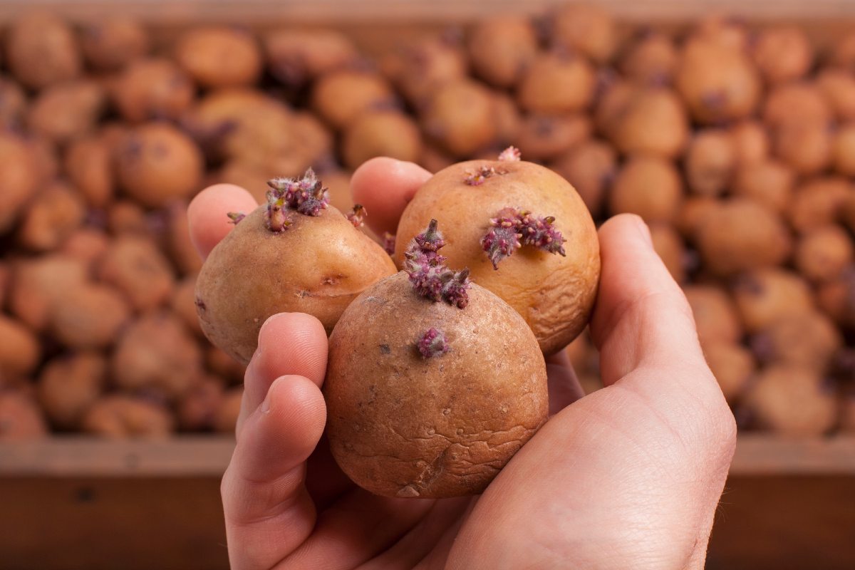 Яровизация картофеля перед посадкой в домашних. Семенная картошка. Семена картофеля. Проросшая картошка. Клубень картошки.