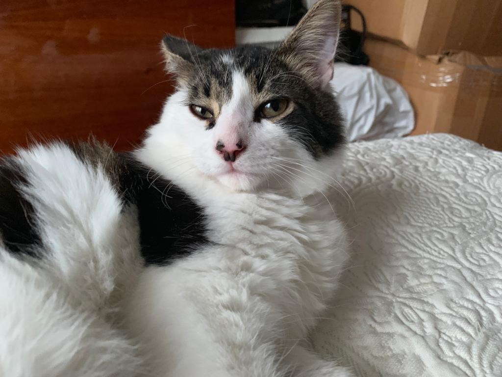 кот на кровати