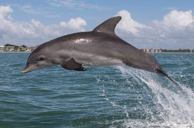 Вопрос на засыпку: зачем дельфины сопровождают морские корабли